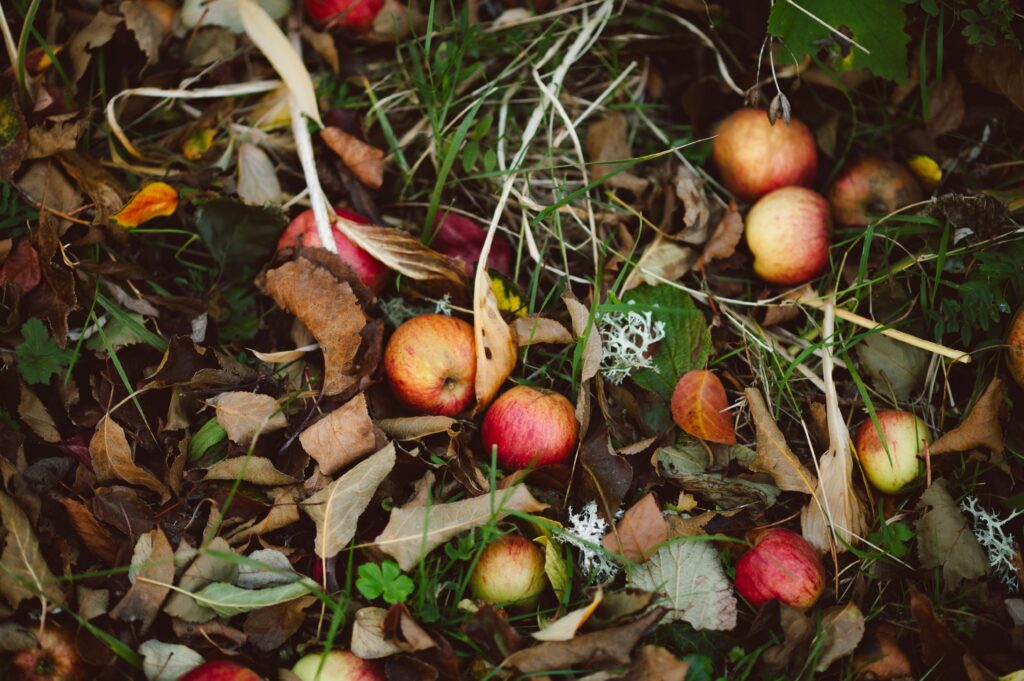 Pommes et feuilles au compost